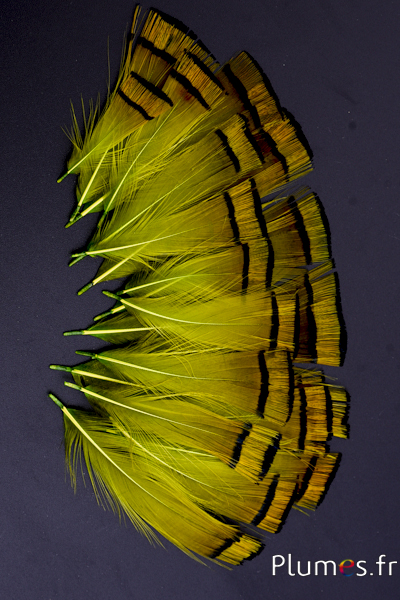 Faisan doré - 4-6 cm - orange doré-lime